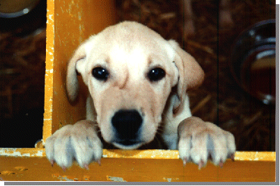 chiens foire aux chiens